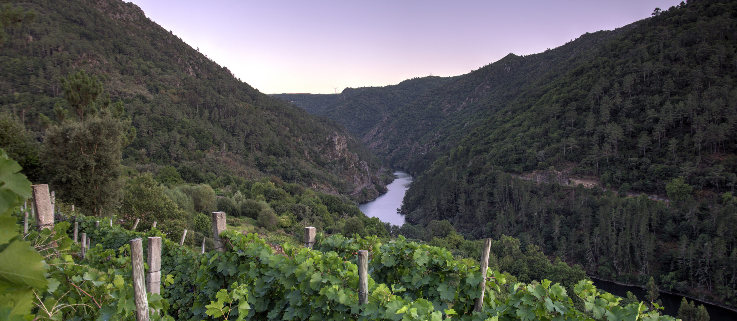 ALMA DAS DONAS Vineyard