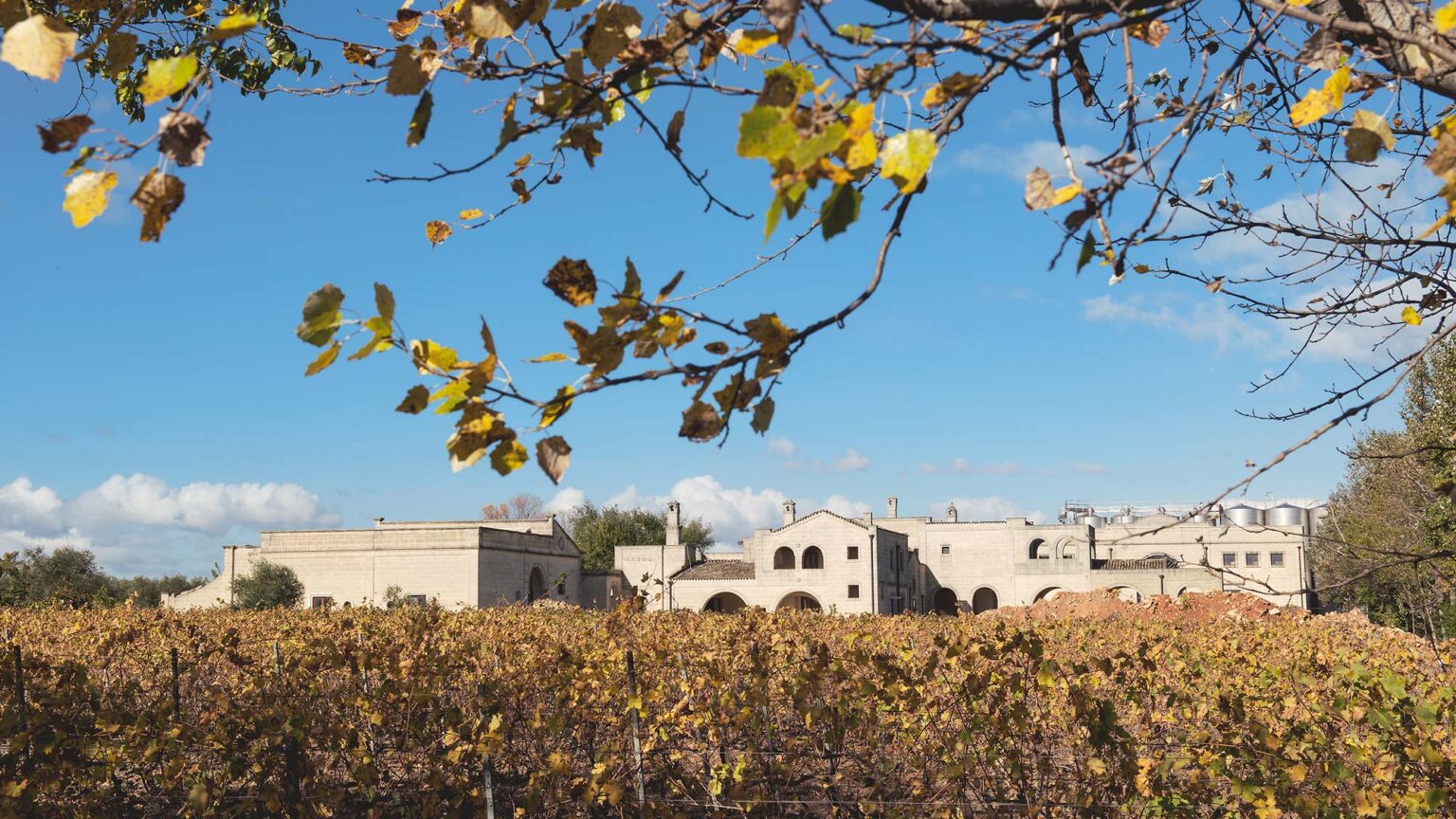 Tenuta Viglione Vineyard