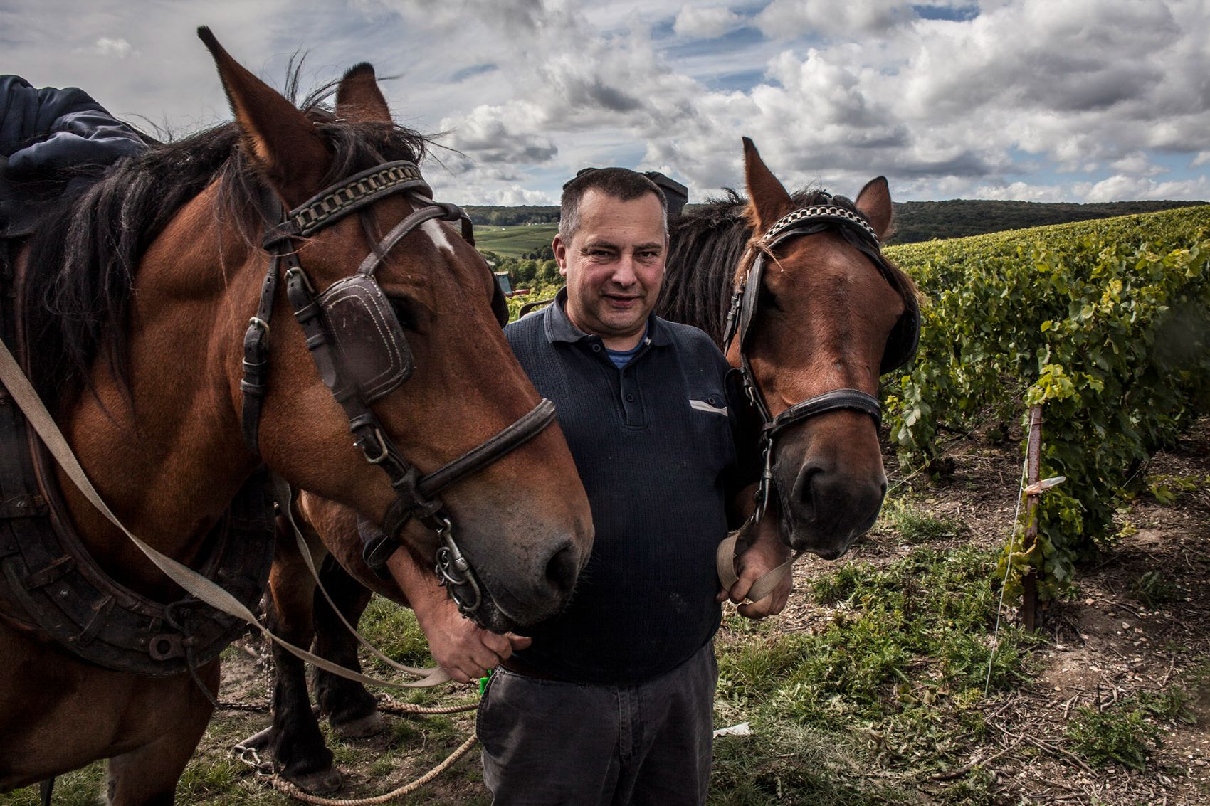 Champagne Gaston Revolte with horses