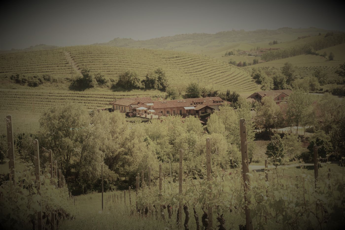 Cascina del Monastero Vineyard