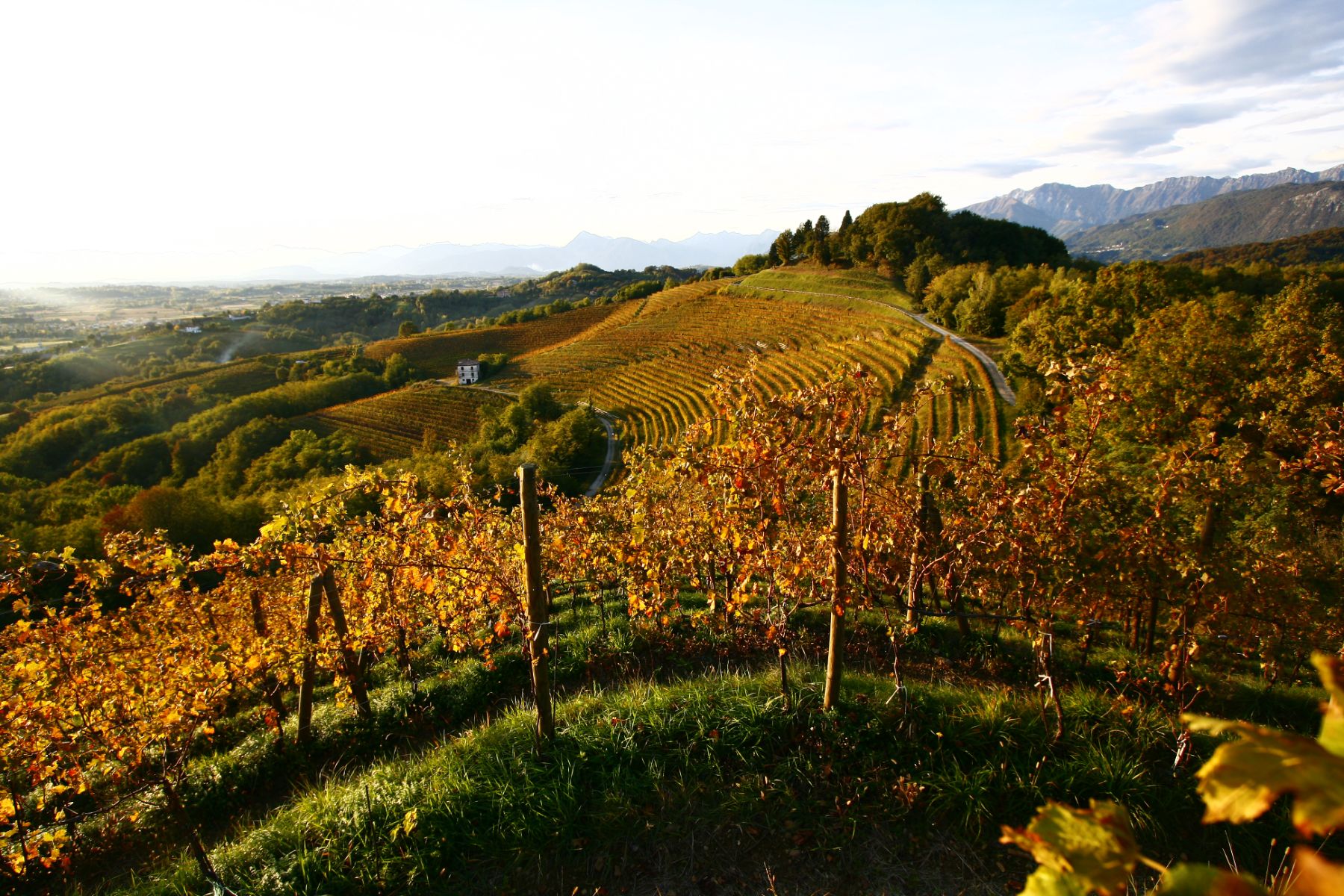 Aquila del Torre Vineyard