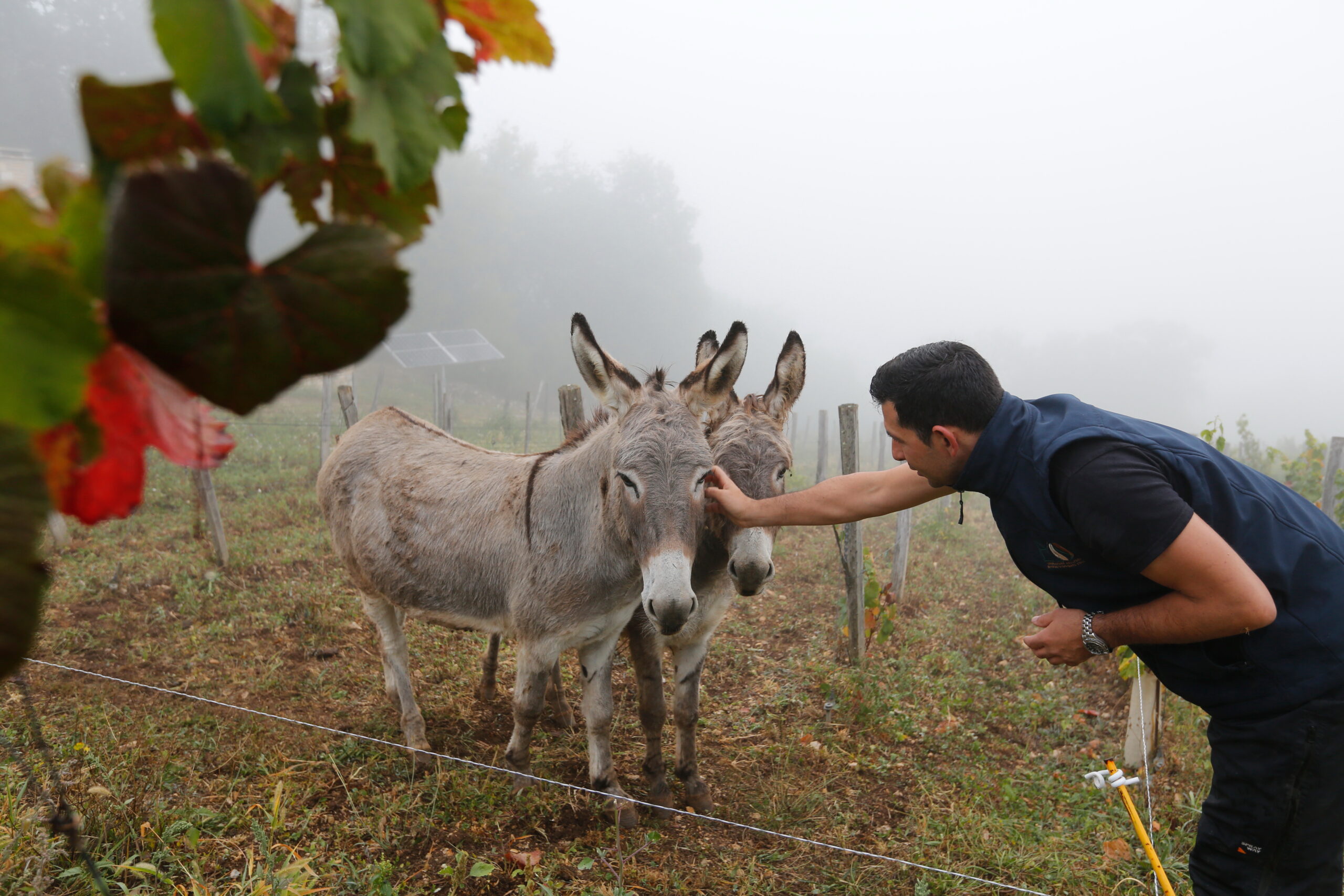 Domaine Laroque d'Antan Animal