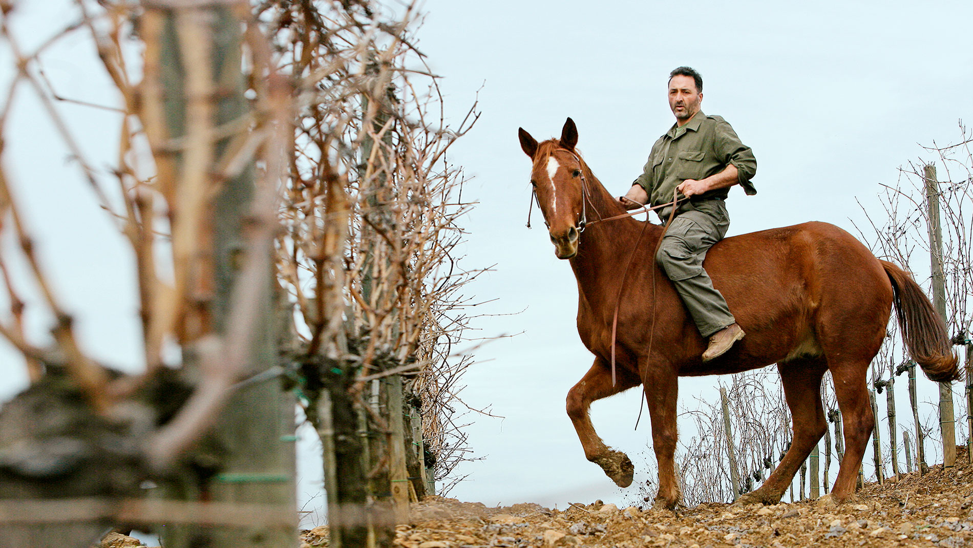 Elia Palazzesi Winemaker