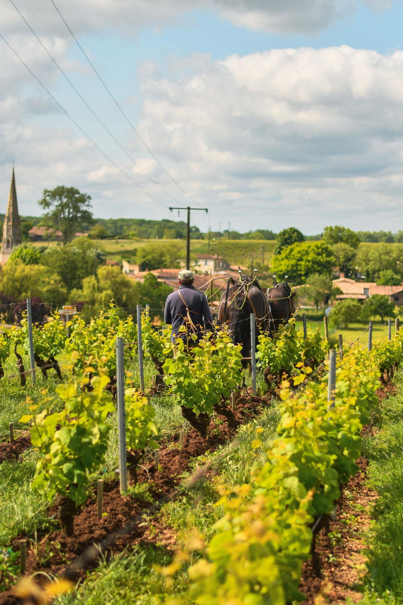 Château d'Arche Vineyard